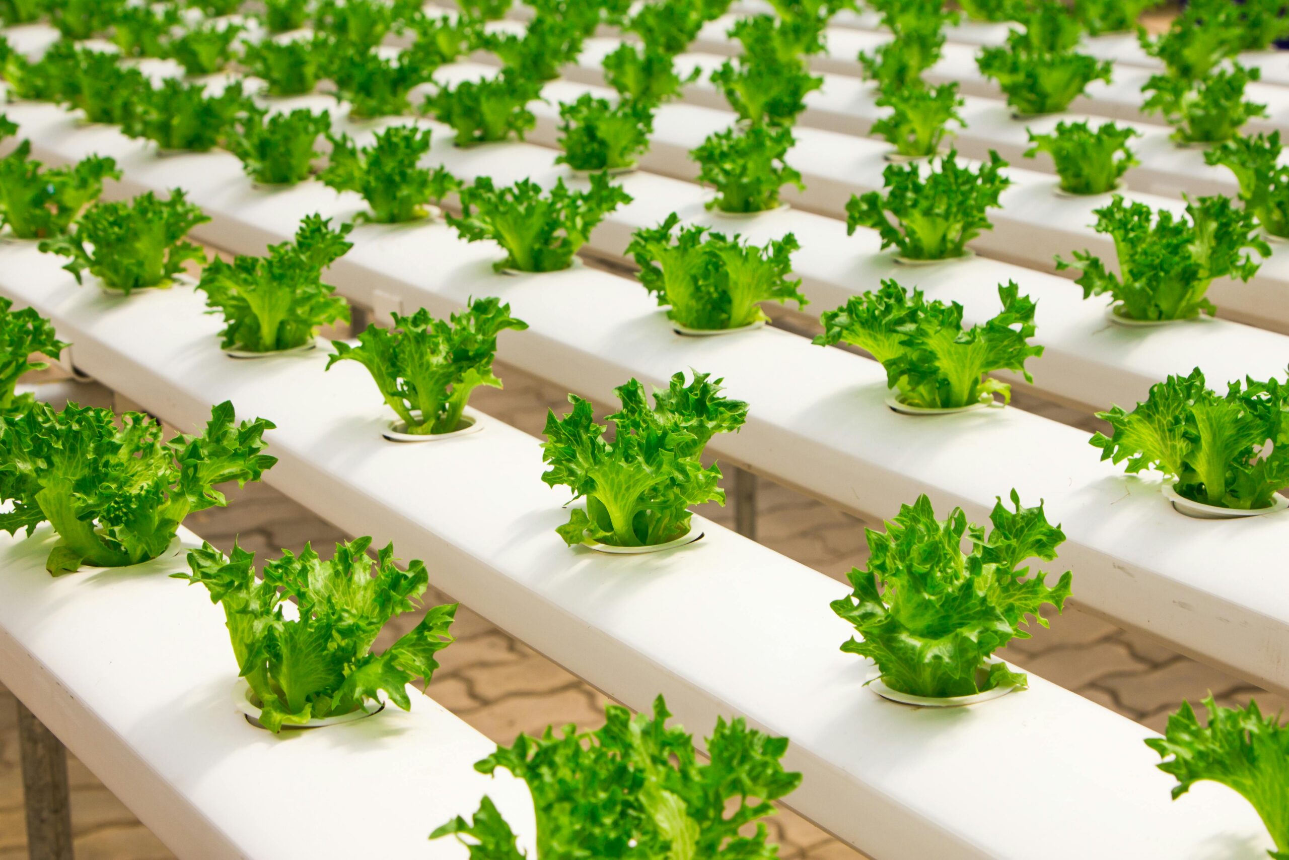Higher yields and better quality