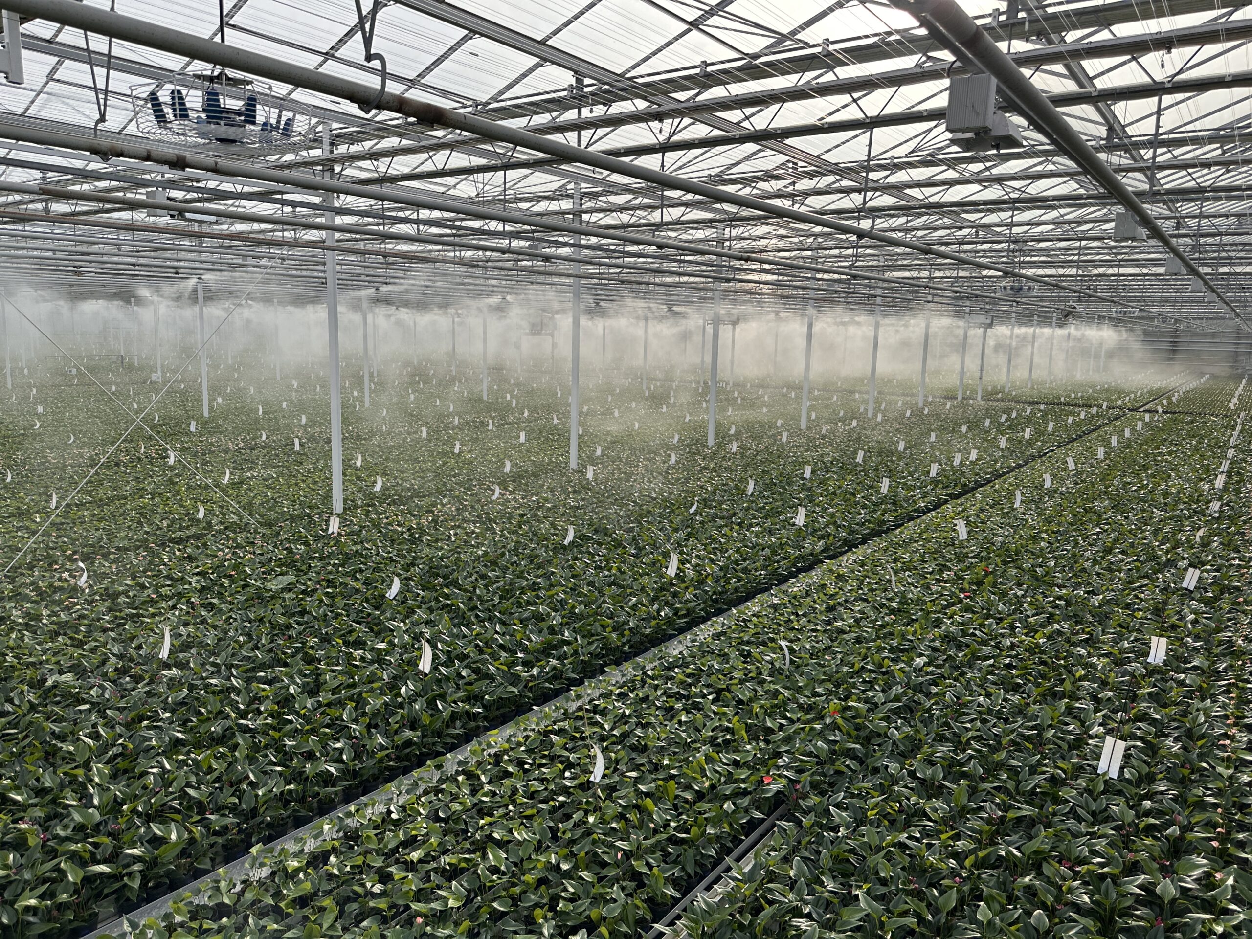 Kas met rijen potplanten onder beregeningsnevel en glazen dakconstructie