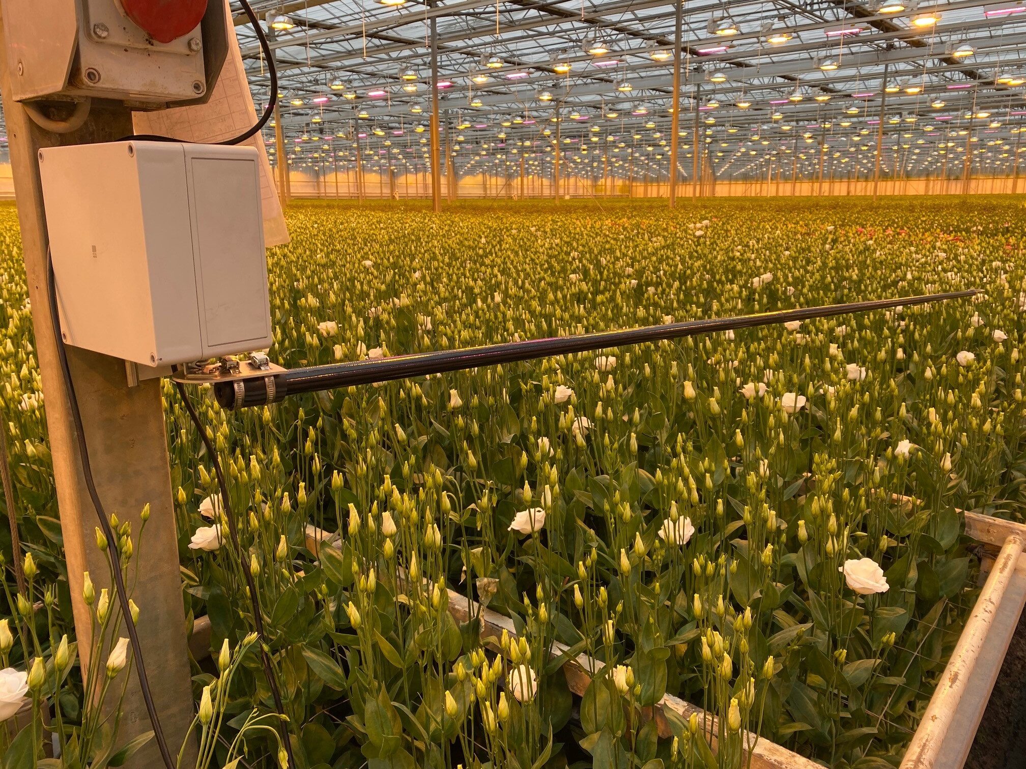 Sensor op een stang boven bloeiende lisianthusplanten in een verlichte kas