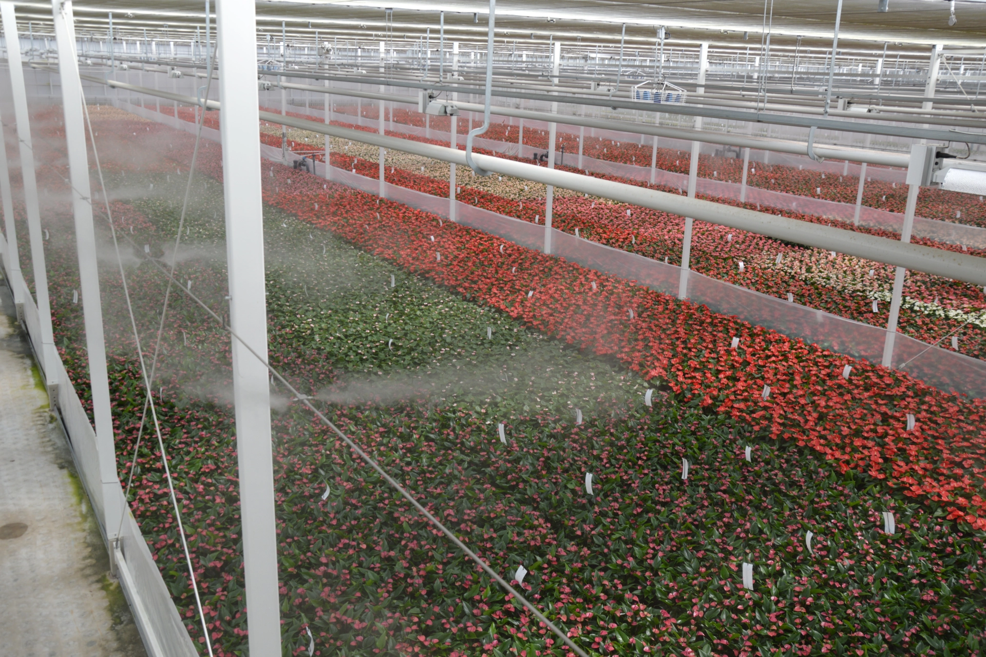 Kas met rijen bloeiende planten in roze, rood en wit onder een sproei-installatie