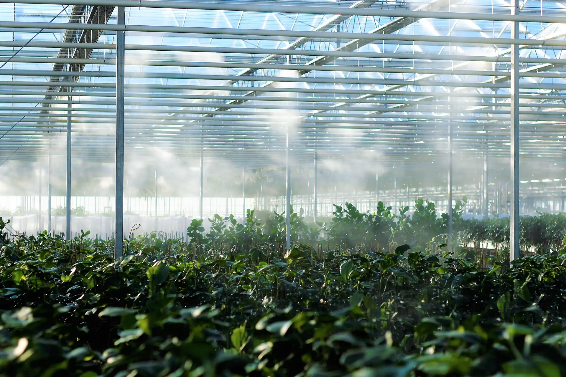 Nevelinstallatie in een kas verspreidt waterdamp boven groene gewassen